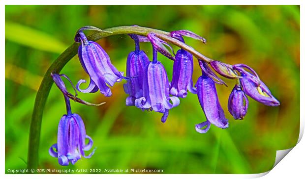 Bluebell Closeup HDR Print by GJS Photography Artist