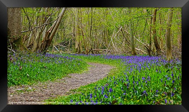 Sweeping Bluebells Framed Print by GJS Photography Artist