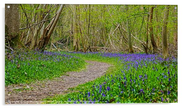 Sweeping Bluebells Acrylic by GJS Photography Artist