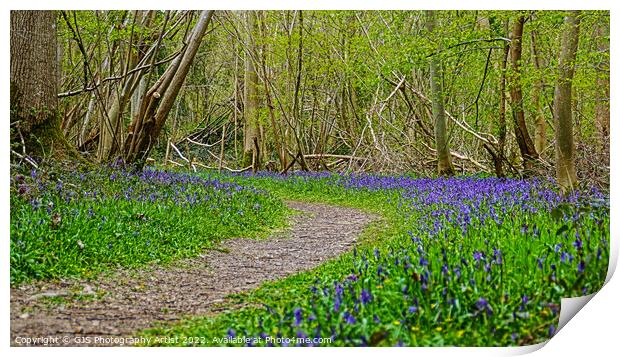 Sweeping Bluebells Print by GJS Photography Artist