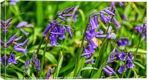Bluebells in Spring Canvas Print by GJS Photography Artist