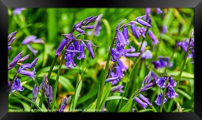 Bluebells in Spring Framed Print by GJS Photography Artist