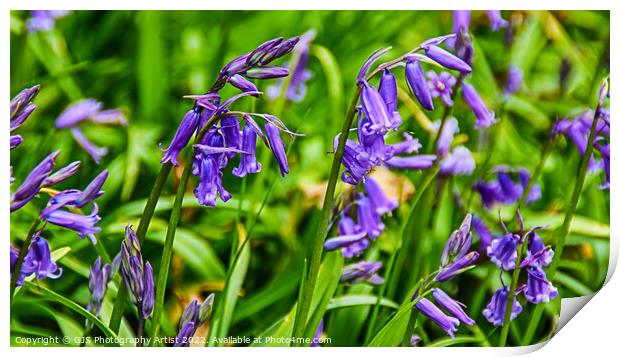 Bluebells in Spring Print by GJS Photography Artist