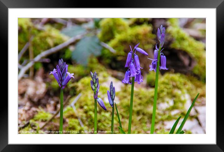 Stages of Opening Framed Mounted Print by GJS Photography Artist