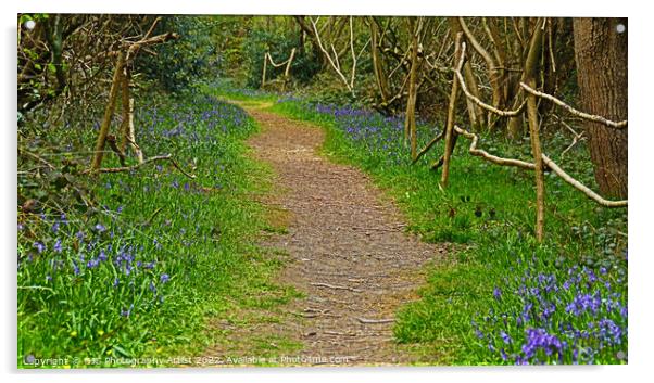 Root Pathway laden With Bluebells Acrylic by GJS Photography Artist