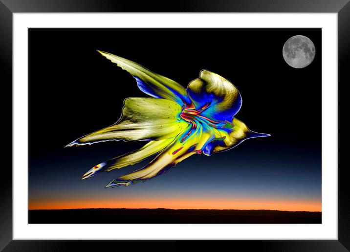 Heavily adjusted lily against a sunrise and moon Framed Mounted Print by Gordon Dixon