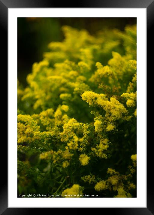 Yellow goldenrod flowers Framed Mounted Print by Alla Pashkova