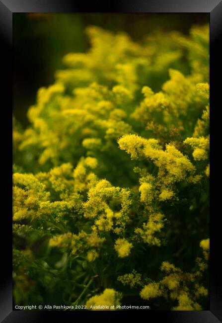 Yellow goldenrod flowers Framed Print by Alla Pashkova