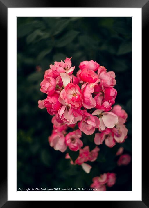 Pink small roses on the bush Framed Mounted Print by Alla Pashkova