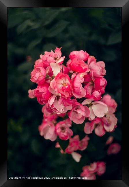 Pink small roses on the bush Framed Print by Alla Pashkova