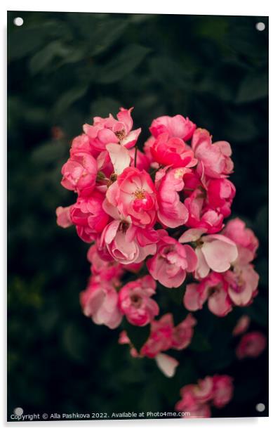 Pink small roses on the bush Acrylic by Alla Pashkova
