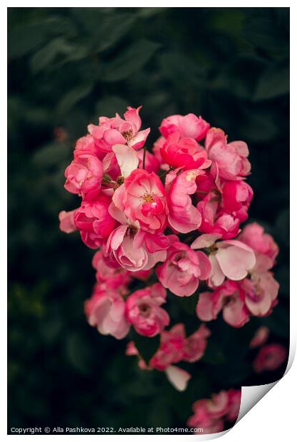 Pink small roses on the bush Print by Alla Pashkova