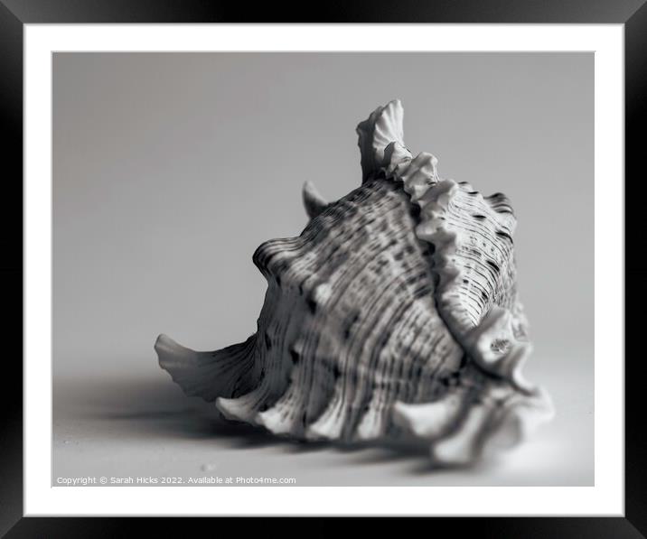 Conch Shell Framed Mounted Print by Sarah Hicks