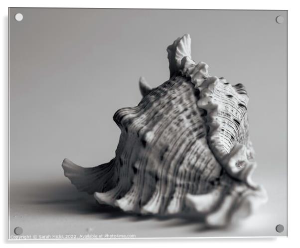 Conch Shell Acrylic by Sarah Hicks