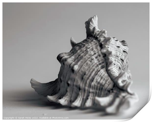 Conch Shell Print by Sarah Hicks