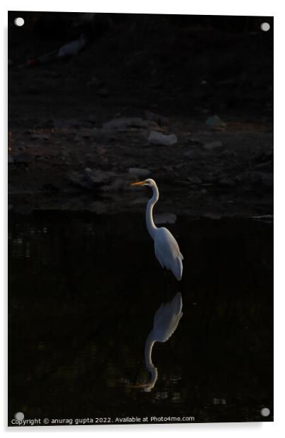 Great egret Acrylic by anurag gupta