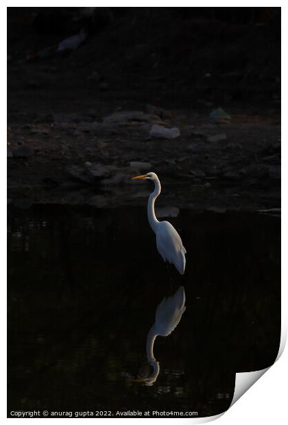 Great egret Print by anurag gupta