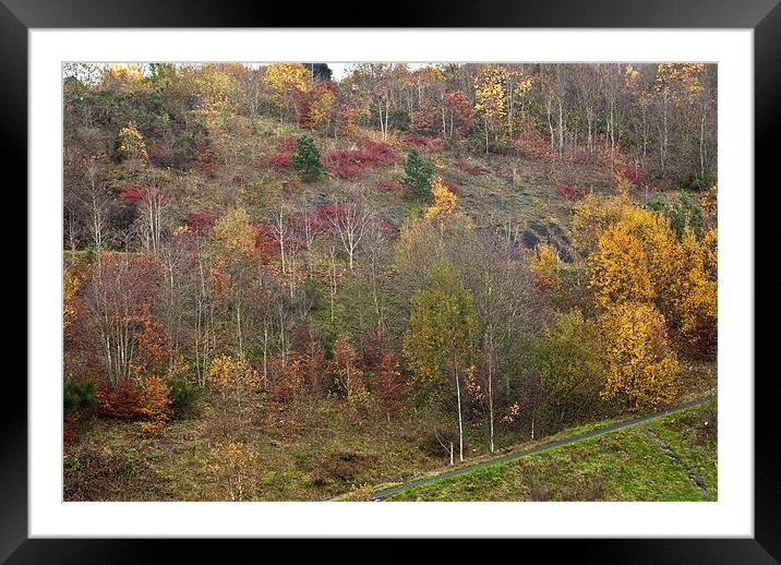 Autumn Framed Mounted Print by Steve Purnell