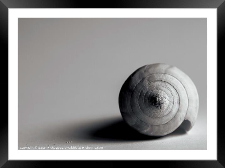 Shell Framed Mounted Print by Sarah Hicks