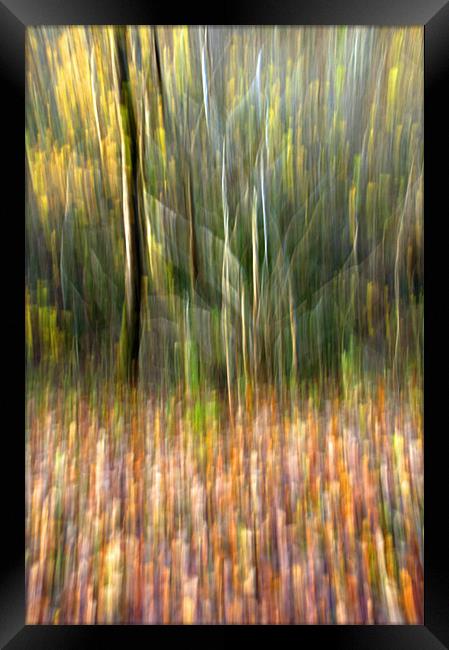Autumn Tree Abstract Framed Print by Steve Purnell