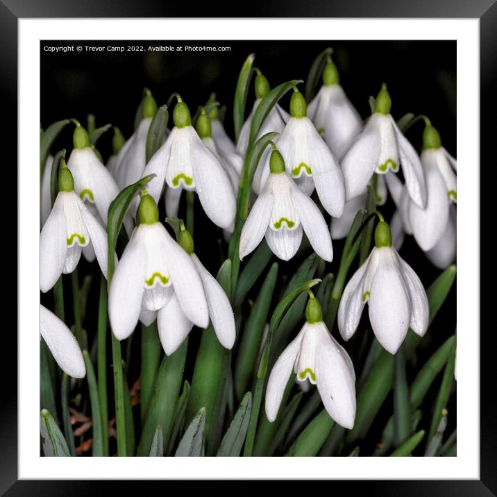 Snowdrops - 01 Framed Mounted Print by Trevor Camp