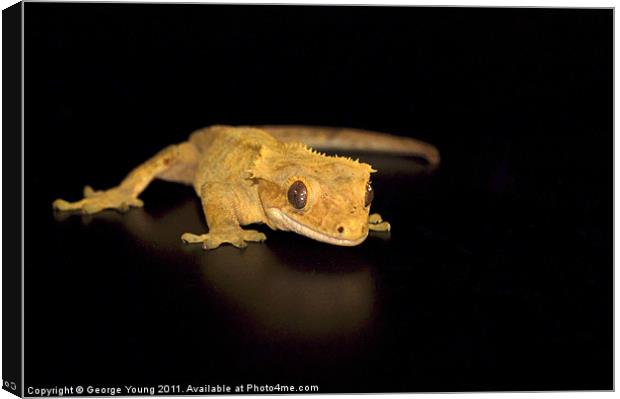 Harry the Crested Gecko Canvas Print by George Young