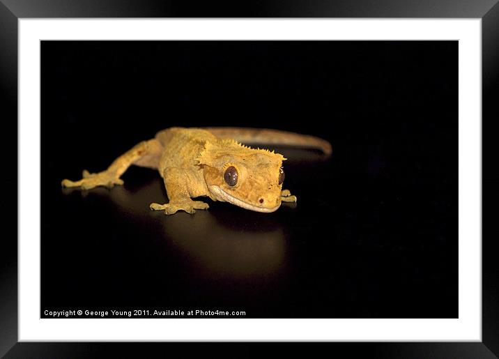 Harry the Crested Gecko Framed Mounted Print by George Young