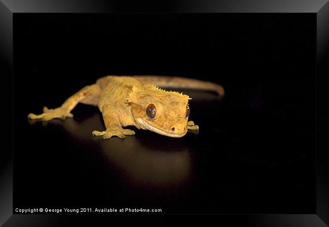 Harry the Crested Gecko Framed Print by George Young