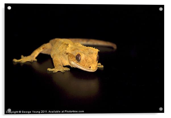 Harry the Crested Gecko Acrylic by George Young