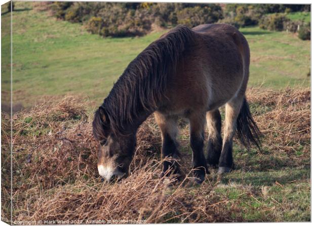Pony in Sussex. Canvas Print by Mark Ward
