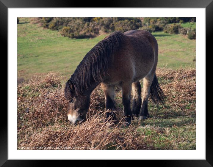 Pony in Sussex. Framed Mounted Print by Mark Ward