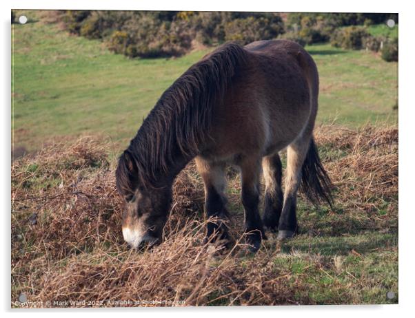 Pony in Sussex. Acrylic by Mark Ward