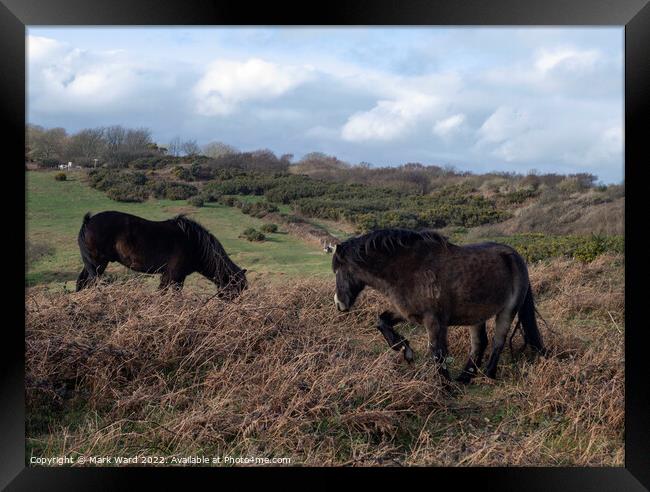 Wild Ponies. Framed Print by Mark Ward