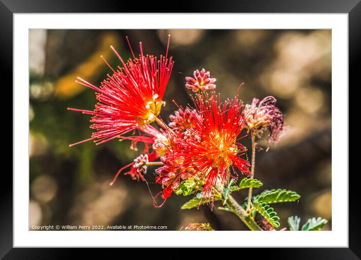Pink Fairy Duster Blooming Macro Framed Mounted Print by William Perry