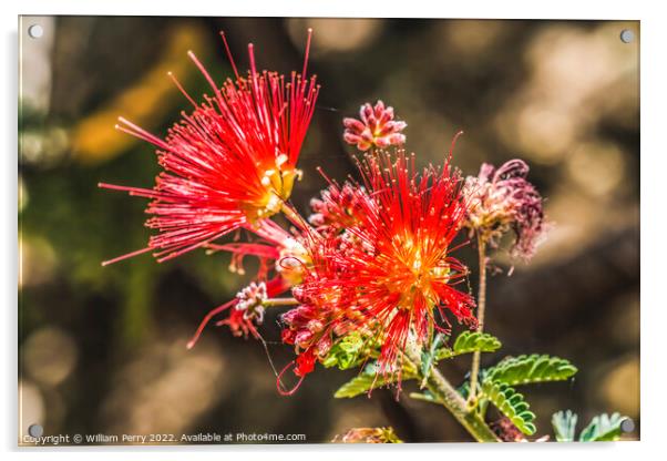 Pink Fairy Duster Blooming Macro Acrylic by William Perry