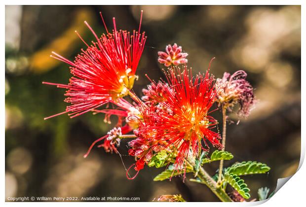 Pink Fairy Duster Blooming Macro Print by William Perry