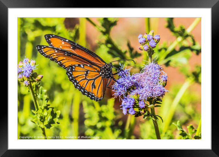 Orange Brown Queen Butterfly Blue Billygoat Weed Framed Mounted Print by William Perry