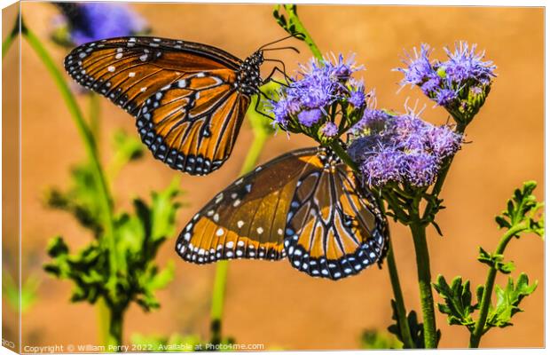 Orange Brown Queen Butterflies Blue Billygoat Weed Canvas Print by William Perry