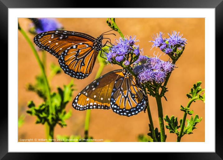 Orange Brown Queen Butterflies Blue Billygoat Weed Framed Mounted Print by William Perry