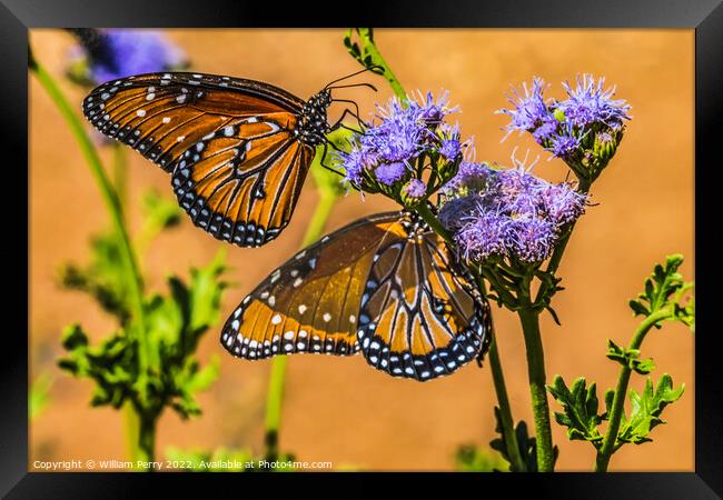 Orange Brown Queen Butterflies Blue Billygoat Weed Framed Print by William Perry