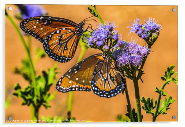 Orange Brown Queen Butterflies Blue Billygoat Weed Acrylic by William Perry