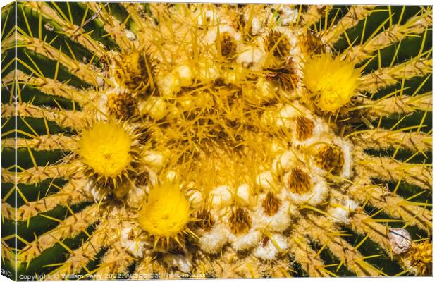 Yellow Blossoms Golden Barrel Cactus Blooming Macro Canvas Print by William Perry