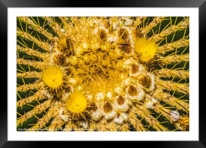 Yellow Blossoms Golden Barrel Cactus Blooming Macro Framed Mounted Print by William Perry