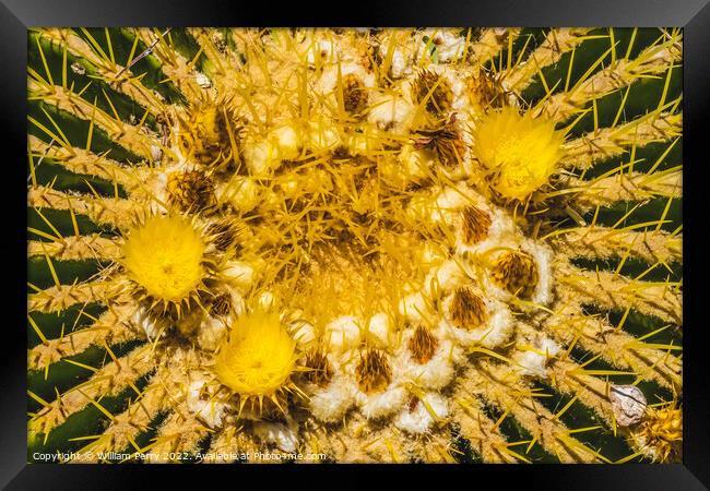 Yellow Blossoms Golden Barrel Cactus Blooming Macro Framed Print by William Perry