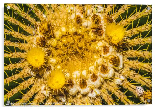 Yellow Blossoms Golden Barrel Cactus Blooming Macro Acrylic by William Perry