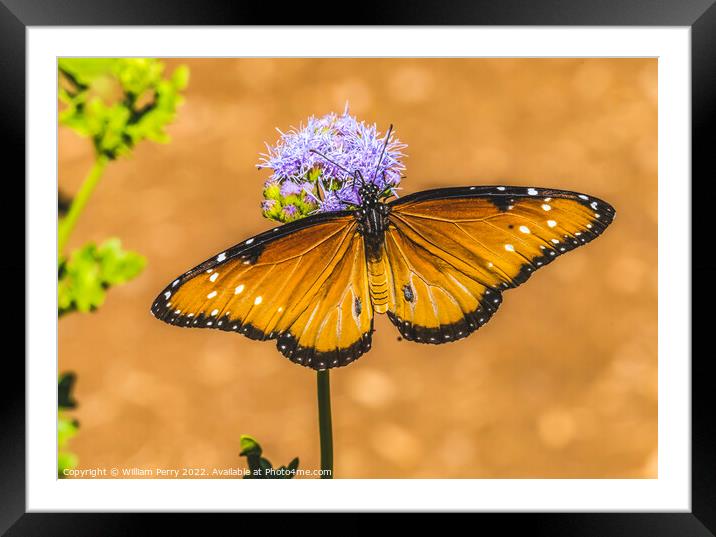 Orange Brown Queen Butterfly Blue Billygoat Weed Framed Mounted Print by William Perry