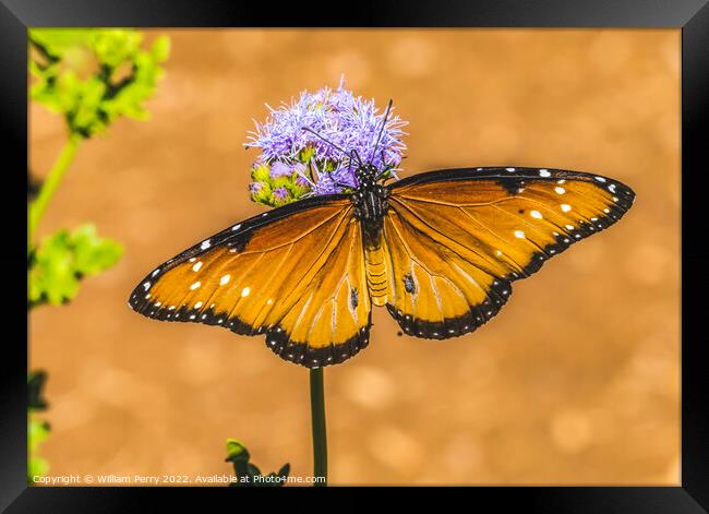 Orange Brown Queen Butterfly Blue Billygoat Weed Framed Print by William Perry