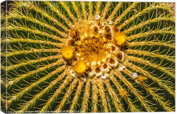 Yellow Blossoms Golden Barrel Cactus Blooming Macro Canvas Print by William Perry