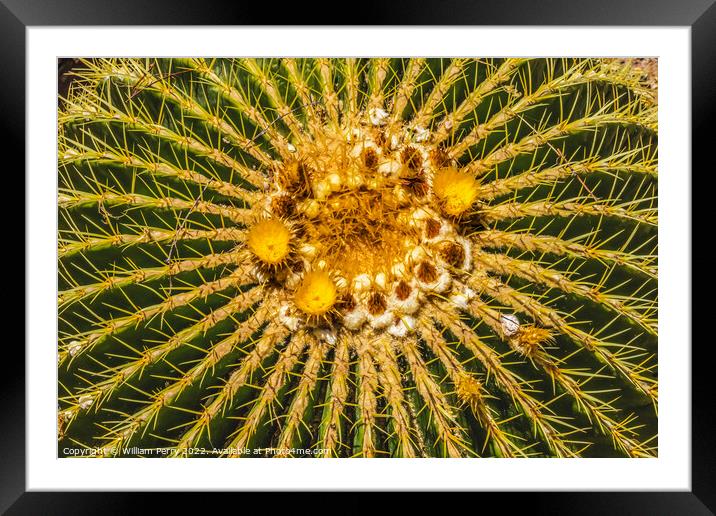 Yellow Blossoms Golden Barrel Cactus Blooming Macro Framed Mounted Print by William Perry