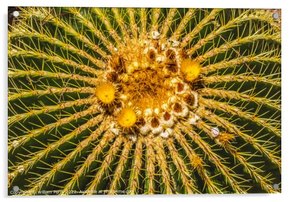 Yellow Blossoms Golden Barrel Cactus Blooming Macro Acrylic by William Perry